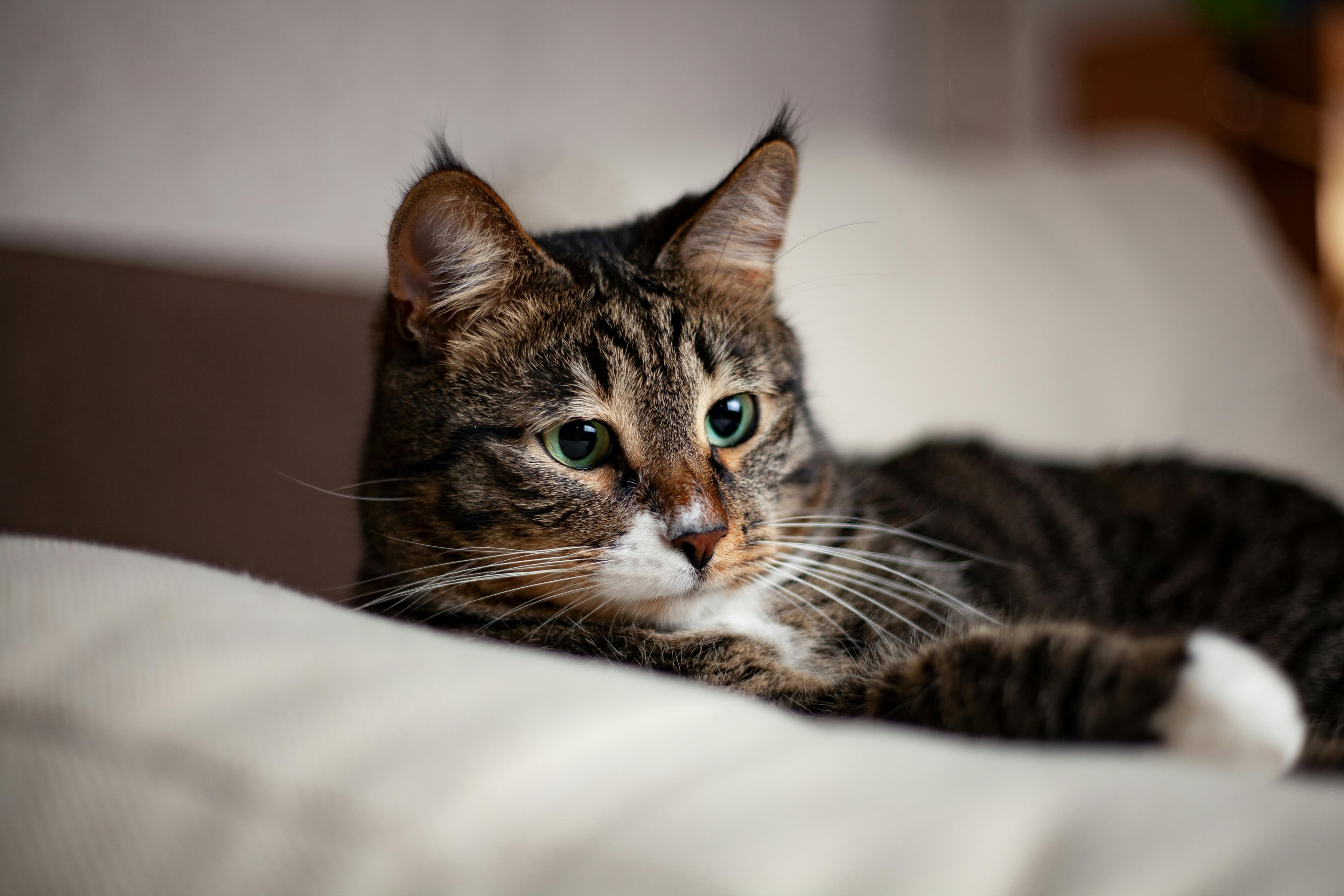 A close-up indoor cat portrait with striking green eyes