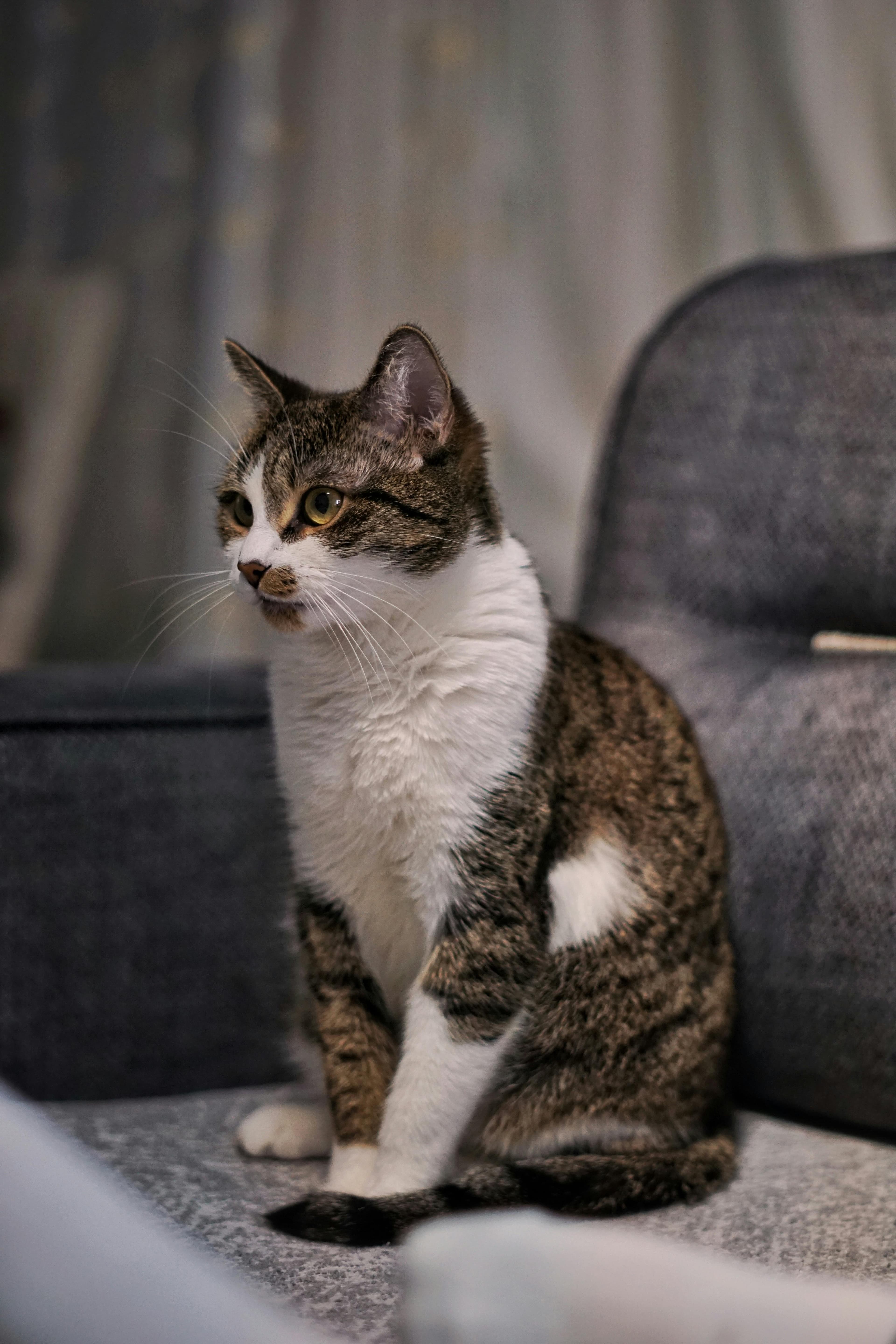 A calm domestic cat sitting on a cozy sofa indoors