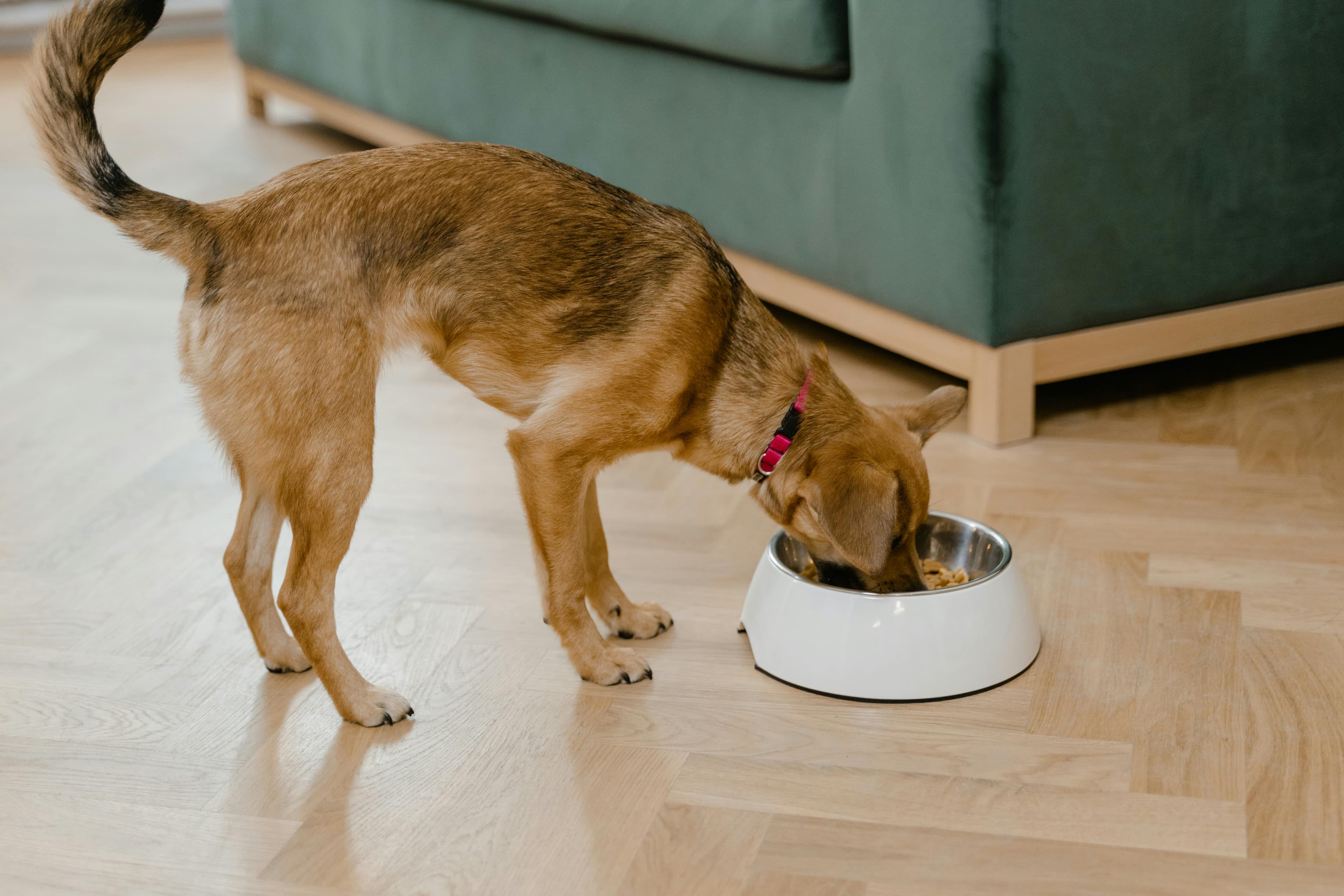 A small brown dog eating from a bowl indoors